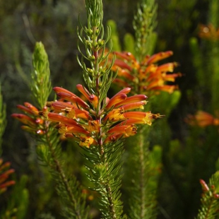 Erica sp